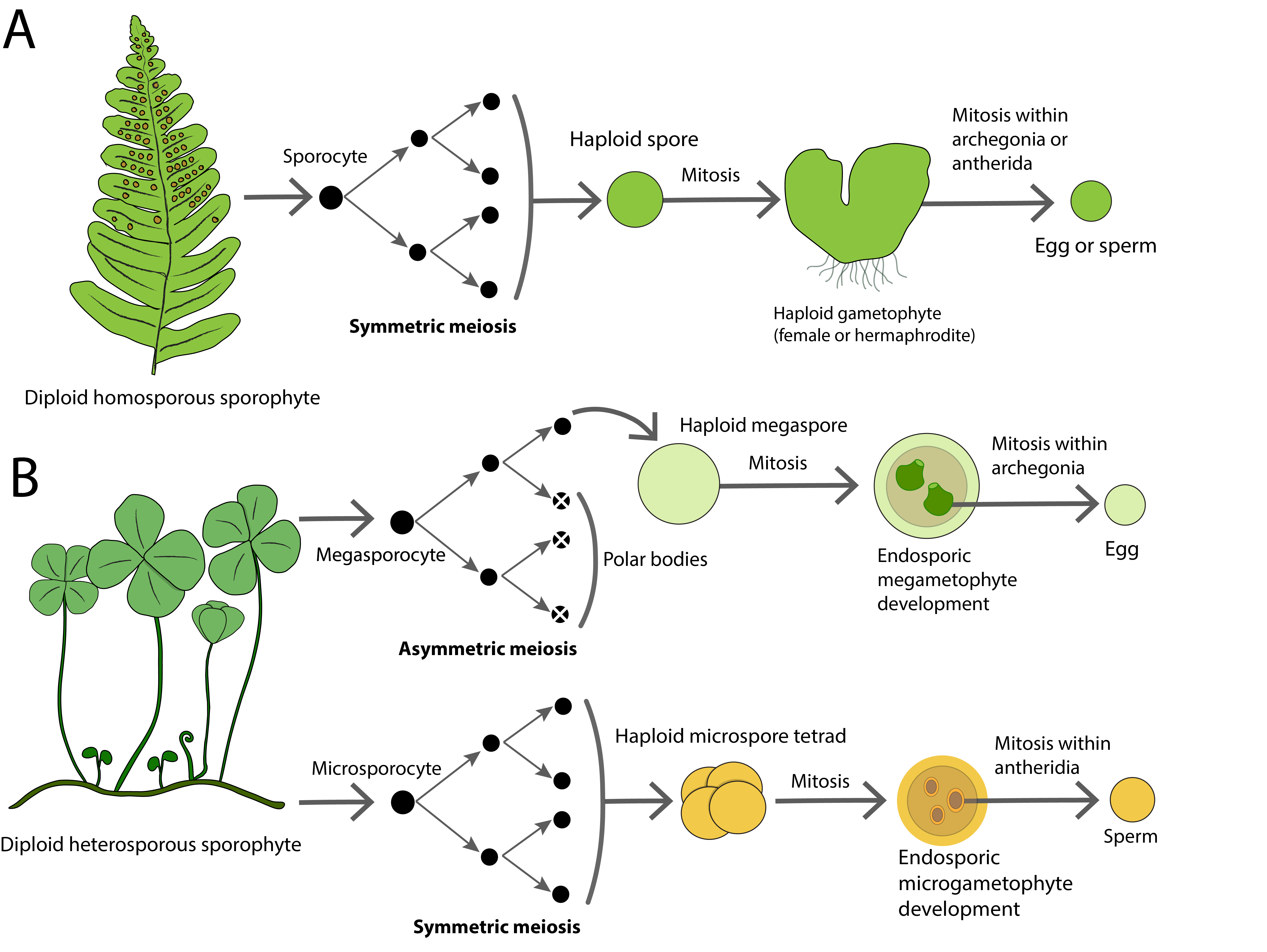 Sporogenesis